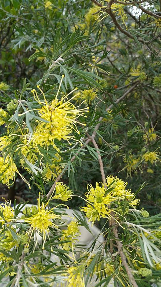 Grevillea ‘Lemon Supreme’ – Australian Plants Society Yarra Yarra Inc.