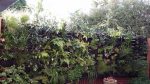 Vertical Garden