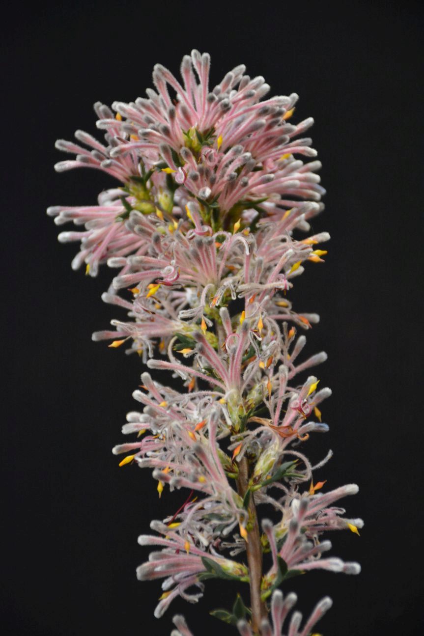 Australian Plants Expo 2017 – Australian Plants Society Yarra Yarra Inc.