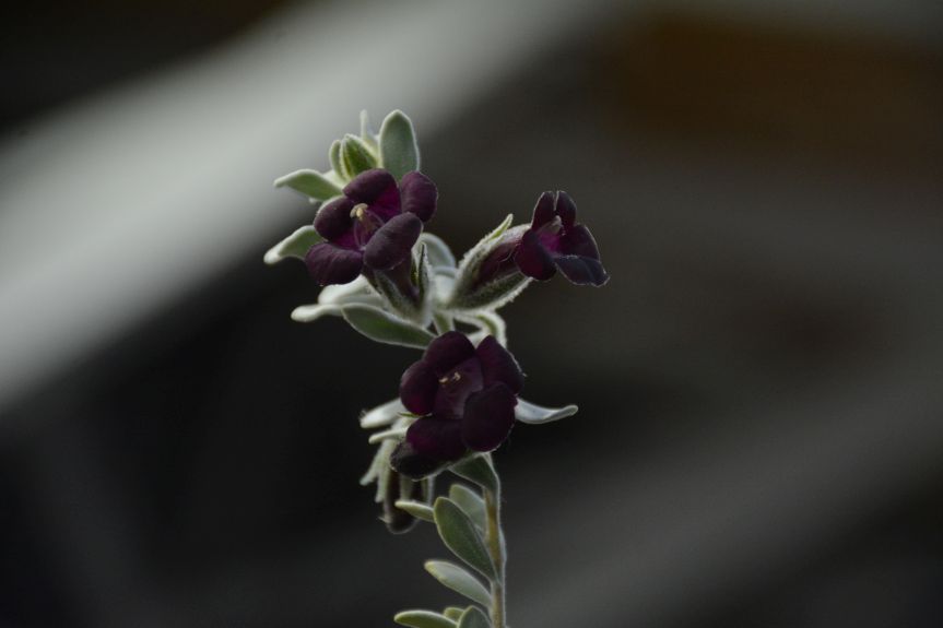 Eremophila muelleriana | Australian Plants Society Yarra Yarra Inc.